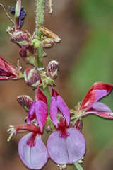 Desmodium skinneri