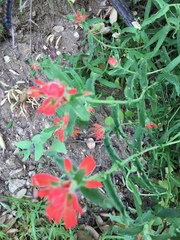 Castilleja applegatei