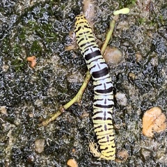 Lepidoptera