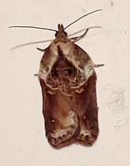Acleris maculidorsana