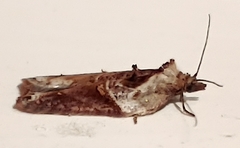 Acleris maculidorsana