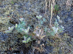 Lupinus pachylobus