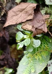 Sedum formosanum