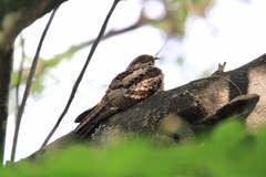 Caprimulgus manillensis