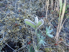 Lupinus pachylobus