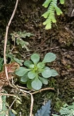 Sedum formosanum
