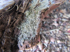 Ceratiomyxa fruticulosa