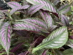 Strobilanthes auriculata