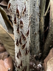 Cyathea horrida