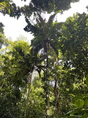 Aiphanes acanthophylla