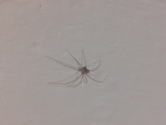 Pholcus phalangioides