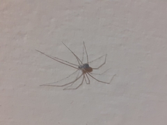 Pholcus phalangioides
