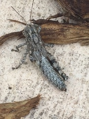 Agroecotettix modestus