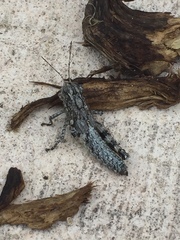 Agroecotettix modestus