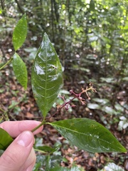 Palicourea croceoides