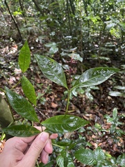 Palicourea croceoides