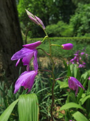 Bletilla striata