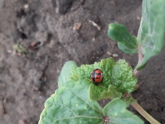 Cheilomenes sexmaculata