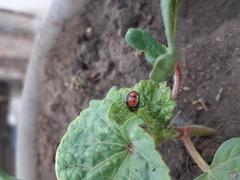 Cheilomenes sexmaculata