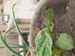 Cheilomenes sexmaculata