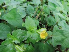 Erythranthe nepalensis