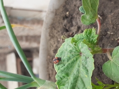 Cheilomenes sexmaculata