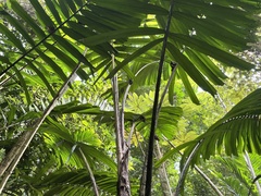 Aiphanes acanthophylla