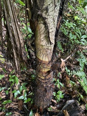 Aiphanes acanthophylla