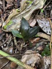 Cyclopogon cranichoides