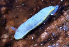 Chromodoris aspersa