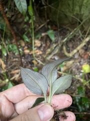 Cyclopogon cranichoides