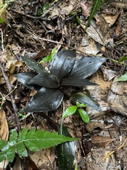 Cyclopogon cranichoides