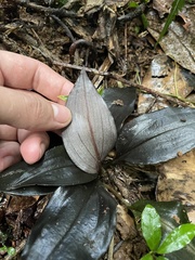 Cyclopogon cranichoides