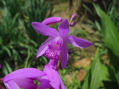 Bletilla striata