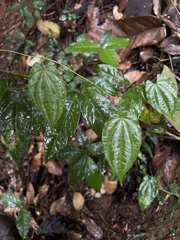 Dioscorea pilosiuscula