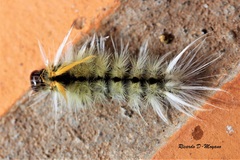 Halysidota ruscheweyhi