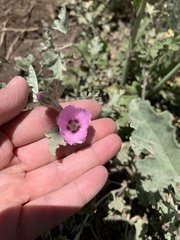 Sphaeralcea mendocina