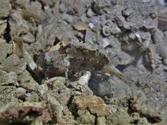 Centrogenys vaigiensis
