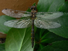 Hemicordulia armstrongi