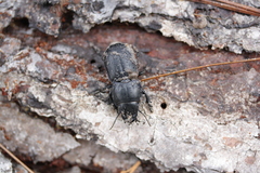 Pasimachus sublaevis