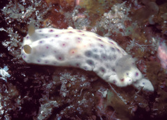 Chromodoris aspersa