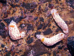 Chromodoris aspersa