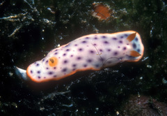 Chromodoris aspersa