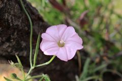 Convolvulus remotus