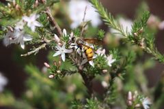 Radumeris radula