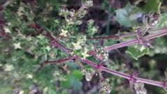 Galium porrigens porrigens