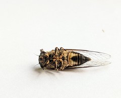 Myopsalta mackinlayi