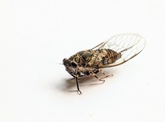 Myopsalta mackinlayi