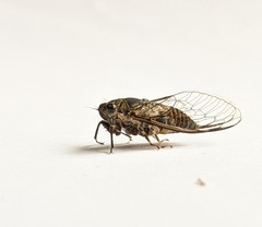 Myopsalta mackinlayi