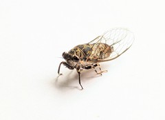Myopsalta mackinlayi